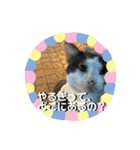 ねこズスタンプふたたび。（個別スタンプ：24）