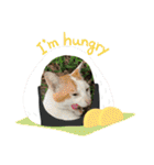 ねこズスタンプふたたび。（個別スタンプ：29）