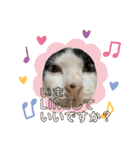 ねこズスタンプふたたび。（個別スタンプ：33）