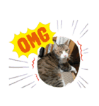 ねこズスタンプふたたび。（個別スタンプ：34）