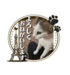ねこズスタンプふたたび。（個別スタンプ：35）