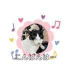 ねこズスタンプふたたび。（個別スタンプ：36）