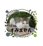ねこズスタンプふたたび。（個別スタンプ：37）