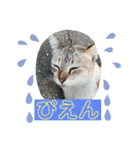 ねこズスタンプふたたび。（個別スタンプ：38）
