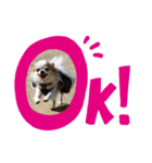チワワのイト（個別スタンプ：4）