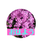 お花で気軽にあいさつしましょ（個別スタンプ：1）