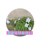 お花で気軽にあいさつしましょ（個別スタンプ：4）
