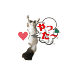 メインクーンのうなずき①(デカ文字)（個別スタンプ：2）