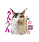 メインクーンのうなずき①(デカ文字)（個別スタンプ：3）