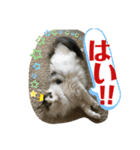 メインクーンのうなずき①(デカ文字)（個別スタンプ：4）