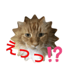メインクーンのうなずき①(デカ文字)（個別スタンプ：7）