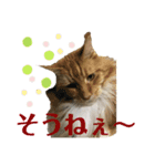 メインクーンのうなずき①(デカ文字)（個別スタンプ：8）