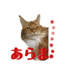 メインクーンのうなずき①(デカ文字)（個別スタンプ：9）