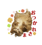 メインクーンのうなずき①(デカ文字)（個別スタンプ：10）