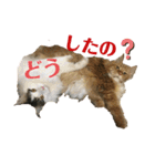 メインクーンのうなずき①(デカ文字)（個別スタンプ：11）