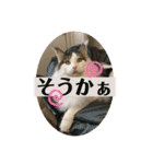 メインクーンのうなずき①(デカ文字)（個別スタンプ：12）