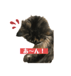 メインクーンのうなずき①(デカ文字)（個別スタンプ：15）