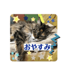 メインクーンのうなずき①(デカ文字)（個別スタンプ：16）