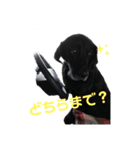 レトリーバーのひな（個別スタンプ：5）