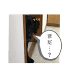 レトリーバーのひな（個別スタンプ：6）