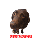 ラブラドールレトリーバーOHANA♂（個別スタンプ：8）