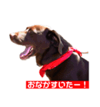 ラブラドールレトリーバーOHANA♂（個別スタンプ：10）