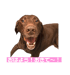 ラブラドールレトリーバーOHANA♂（個別スタンプ：11）