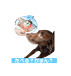 ラブラドールレトリーバーOHANA♂（個別スタンプ：12）