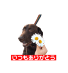 ラブラドールレトリーバーOHANA♂（個別スタンプ：13）