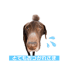 ラブラドールレトリーバーOHANA♂（個別スタンプ：15）