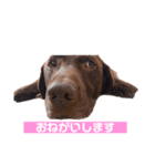ラブラドールレトリーバーOHANA♂（個別スタンプ：16）