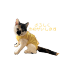三毛猫はなちゃん（個別スタンプ：1）