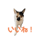 三毛猫はなちゃん（個別スタンプ：2）
