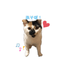 三毛猫はなちゃん（個別スタンプ：3）