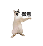 三毛猫はなちゃん（個別スタンプ：9）