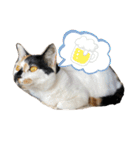 三毛猫はなちゃん（個別スタンプ：10）