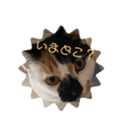 三毛猫はなちゃん（個別スタンプ：11）