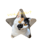 三毛猫はなちゃん（個別スタンプ：14）