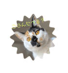 三毛猫はなちゃん（個別スタンプ：15）