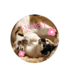 三毛猫はなちゃん（個別スタンプ：16）