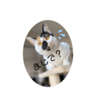 三毛猫はなちゃん（個別スタンプ：17）