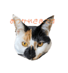 三毛猫はなちゃん（個別スタンプ：19）
