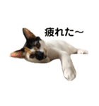 三毛猫はなちゃん（個別スタンプ：21）