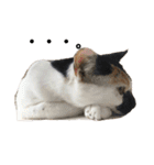 三毛猫はなちゃん（個別スタンプ：22）
