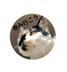 三毛猫はなちゃん（個別スタンプ：23）