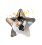 三毛猫はなちゃん（個別スタンプ：24）