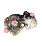 三毛猫はなちゃん（個別スタンプ：25）