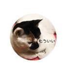 三毛猫はなちゃん（個別スタンプ：26）