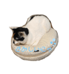 三毛猫はなちゃん（個別スタンプ：29）