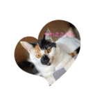 三毛猫はなちゃん（個別スタンプ：30）